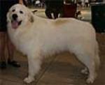 The Great Pyrenees dog conveys the distinct impression of elegance and unsurpassed beauty
